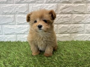 Mix(父ポメラニアン×母トイプードル)￥240,900(税込)