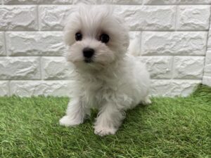 マルチーズ￥262,900(税込)