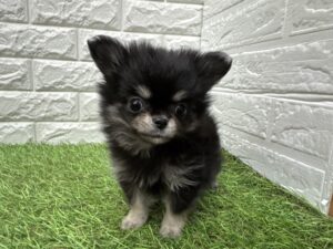 Mix（父チワワ（ロング）×母ポメラニアン）￥240,900(税込)
