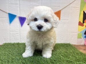 ⑩ビションフリーゼ￥295,900(税込)→5/11まで￥262,900(税込)