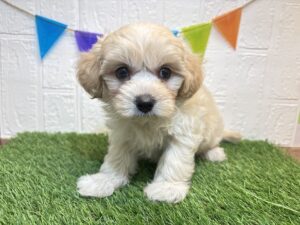 ⑬Mix(父マルチーズ×母トイプードル)￥207,900（税込）→5/11まで￥174,900（税込）