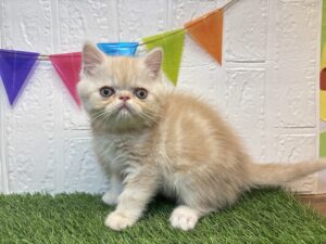 ⑭エキゾチック￥350,900（税込）→5/11まで￥317,900（税込）