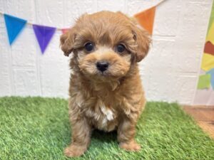 Mix(父チワワ×母トイプードル)￥328,900(税込)→5/18まで￥295,900(税込)