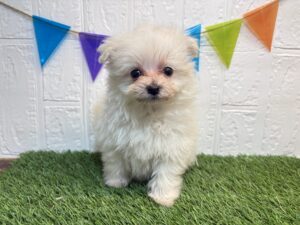 ②Mix(父ポメラニアン×母トイプードル￥251,900(税込)5/18まで→￥218,900(税込))