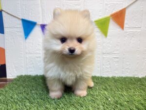 ⑨ポメラニアン￥394,900(税込)5/18まで→￥361,900(税込)