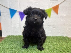 Mix(父チワワ×母トイプードル)￥251,900(税込)5/14まで→￥218,900(税込)