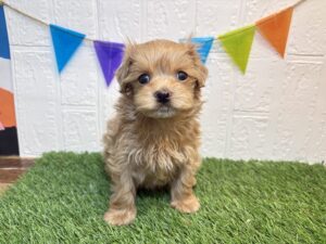 ④Mix（父マルチーズ×母トイプードル）￥218,900(税込)5/25まで→￥185,900(税込)