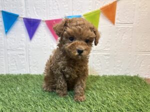 ⑥トイプードル￥251,900(税込)5/25まで→￥218,900(税込)