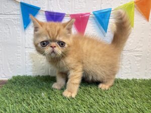 ⑨エキゾチック￥328,900(税込)5/25まで→￥295,900(税込)