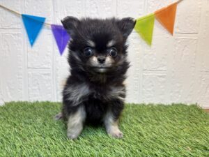 ③Mix（父チワワ（ロング）×母ポメラニアン）￥240,900(税込)6/1まで→￥207,900(税込)