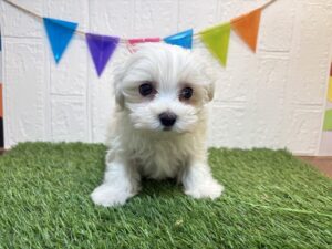 ⑥マルチーズ￥240,900(税込)6/1まで→￥207,900(税込)
