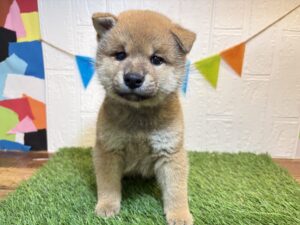 ⑩柴犬￥284,900(税込)6/1まで→￥251,900(税込)