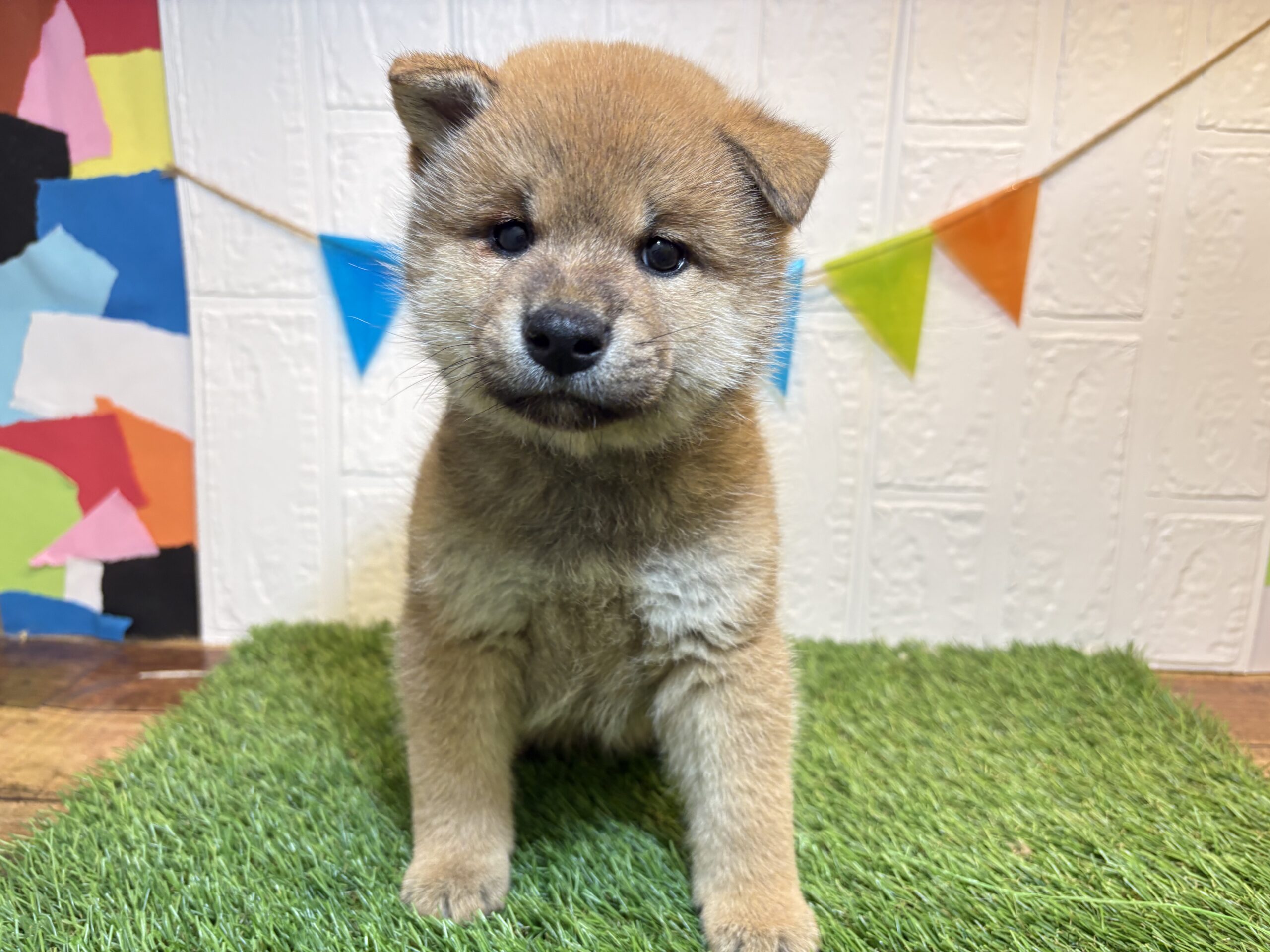 ⑩柴犬