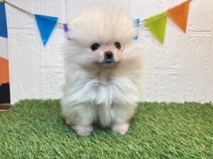 ⑦ポメラニアン￥427,900(税込)6/1まで→￥394,900(税込)