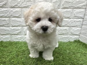 ビションフリーゼ￥262,900(税込)