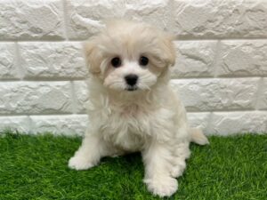 MIX(父トイプードル×母マルチーズ) ￥207,900(税込)