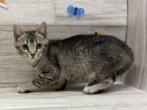 スコティッシュフォールド(立耳)　総額￥307,200(税込)→￥180,000(税込)