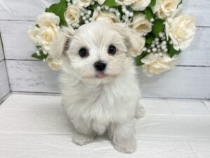 マルチーズ￥207,900(税込)