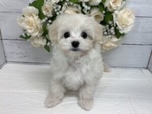 MIX(父トイプードル×母マルチーズ)￥262,900(税込)