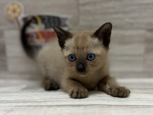 ①トンキニーズ　￥294,800(税込)から3万円引き