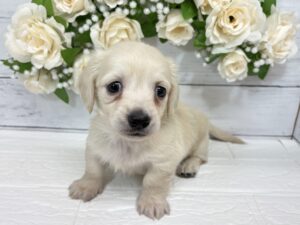 Mix(父ミニチュアダックスフンド(ロング)×母チワワ(ロング))¥185,900(税込)