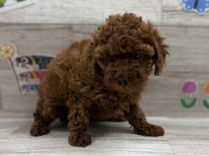 トイプードル　￥250,800(税込)