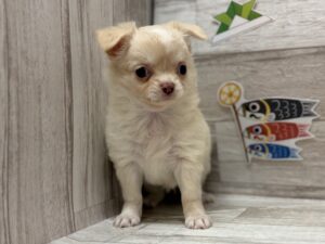 ①チワワ(ロング)　￥250,800(税込)→￥217,800(税込)
