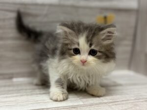 ①サイベリアン　￥360,800(税込)→5/6まで￥327,800(税込)