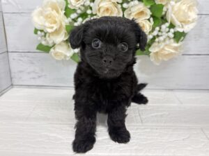MIX(父チワワ×母トイプードル)￥251,900(税込)
