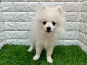 ポメラニアン￥152,900(税込)