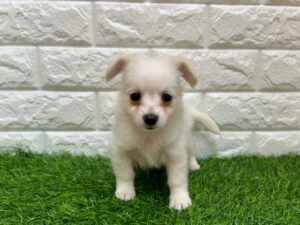 Mix(父ポメラニアン×母ミニチュアダックスフンド(ロング))￥207,900(税込)