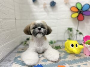 ③シーズー　￥184,800(税込)