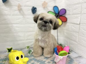 ⑦Mix(ペキニーズ×トイプードル)　￥206,800(税込)→7/26まで￥118,800(税込)