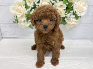 トイプードル¥317,900(税込)