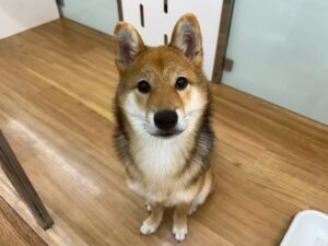柴犬 安心パック代等込み￥110,000(税込)