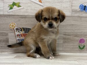 ②Mix(ペキニーズ×ヨークシャテリア)　￥206,800(税込)から3万円引き