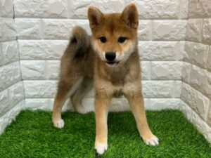 柴犬 ￥152,900(税込)