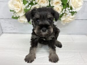 ミニチュアシュナウザー￥284,900(税込)