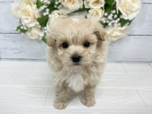 Mix(父トイプードル×母マルチーズ)¥295,900(税込)