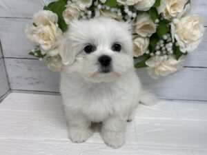 MIX(ペキニーズ×マルチーズ)￥240,900(税込)