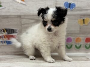 ②チワワ(ロング)　￥239,800(税込)→３万円引き