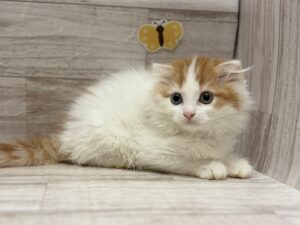 スコティッシュフォールド（浮耳）　￥239,800(税込)5/31まで3万円引き