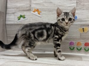アメリカンショートヘアー　￥261,800(税込)5/31まで5万円引き