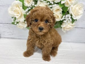 トイプードル￥218,900(税込)
