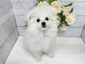 Mix(父ポメラニアン×母トイプードル)￥174,900(税込)