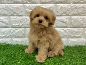 Mix（父マルチーズ×母トイプードル）￥207,900(税込)