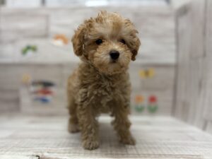 ③トイプードル　￥217,800(税込)から3万円引き