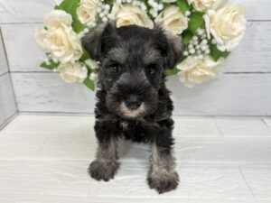 ミニチュアシュナウザー ￥262,900(税込)