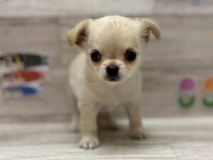 ③チワワ(ロング)　￥239,800(税込)→３万円引き