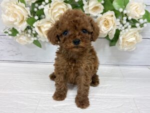 トイプードル¥361,900(税込)